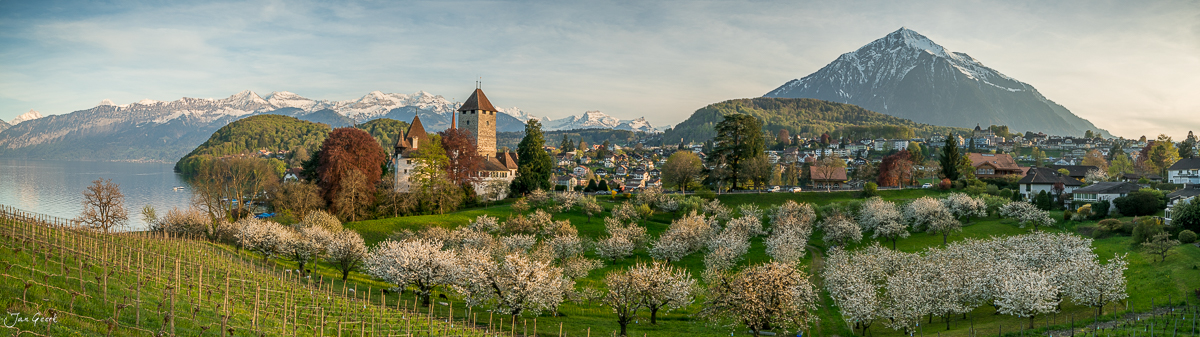 Schloss Spiez mit blühenden Kirschbäumen am Thunersee im Frühling, Berner Oberland Schweiz – Jan Geerk Fotograf Basel