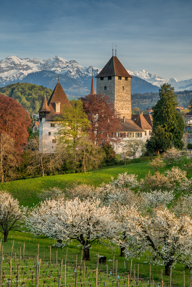 Schloss Spiez mit blühenden Kirschbäumen im Frühling, Thunersee und schneebedeckte Alpen im Hintergrund, Berner Oberland Schweiz – Jan Geerk Fotograf Basel
