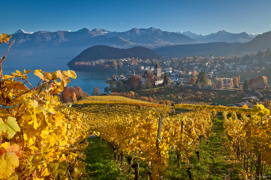 Herbstliche Weinberge Spiez Thunersee Berner Oberland Schweiz – Jan Geerk Fotograf Basel