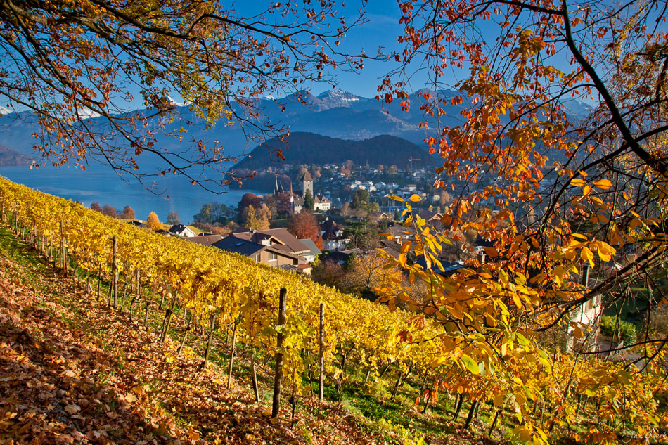 Herbstliche Weinberge Spiez Thunersee Berner Oberland Schweiz – Jan Geerk Fotograf Basel