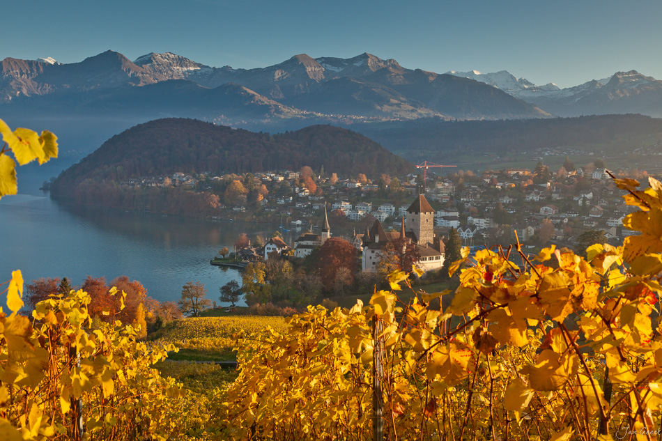 Schloss Spiez Herbst mit goldenen Weinreben Thunersee Berner Oberland Schweiz Jan Geerk Fotograf Basel