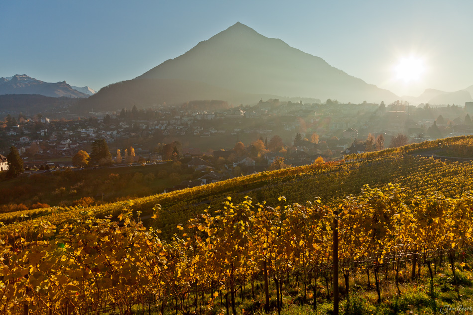 Weinberg Herbst Spiez Niesen Berner Oberland Schweiz – Jan Geerk Fotograf Basel
