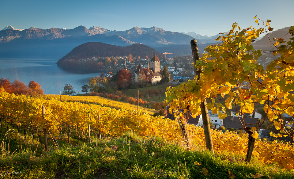 Herbstliche Weinreben am Thunersee bei Spiez mit Schloss und Alpen im Hintergrund Schweiz Jan Geerk Fotograf Basel