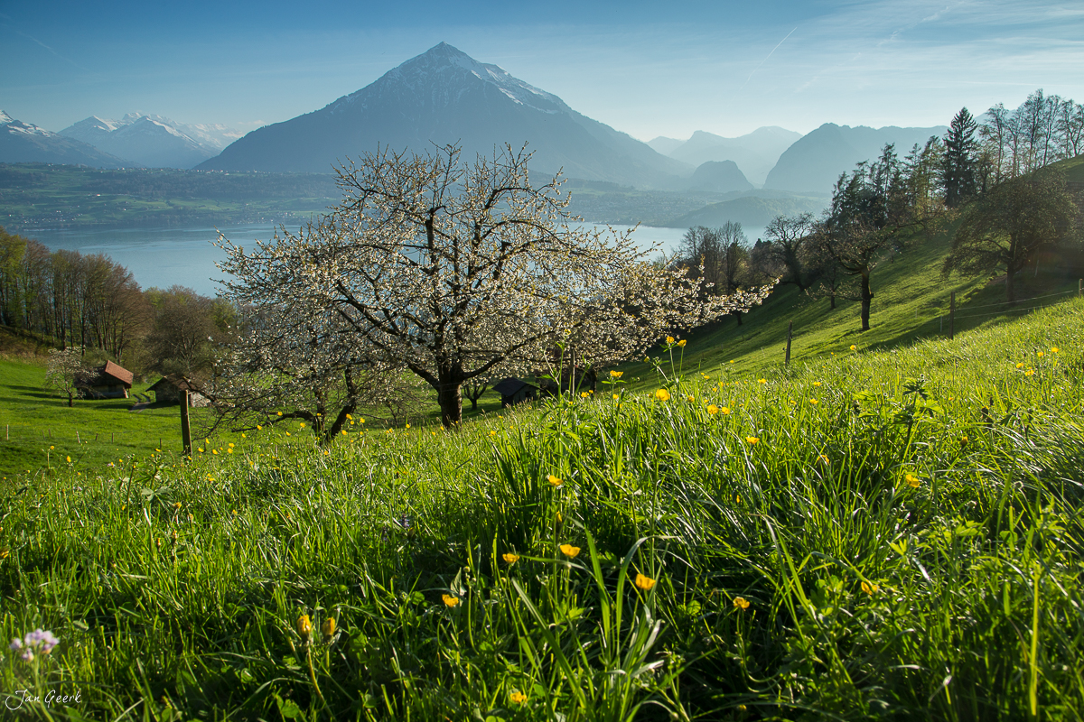Blütenbaum in grüner Frühlingswiese am Thunersee mit schneebedeckten Alpen im Hintergrund Schweiz Jan Geerk Fotograf Basel
