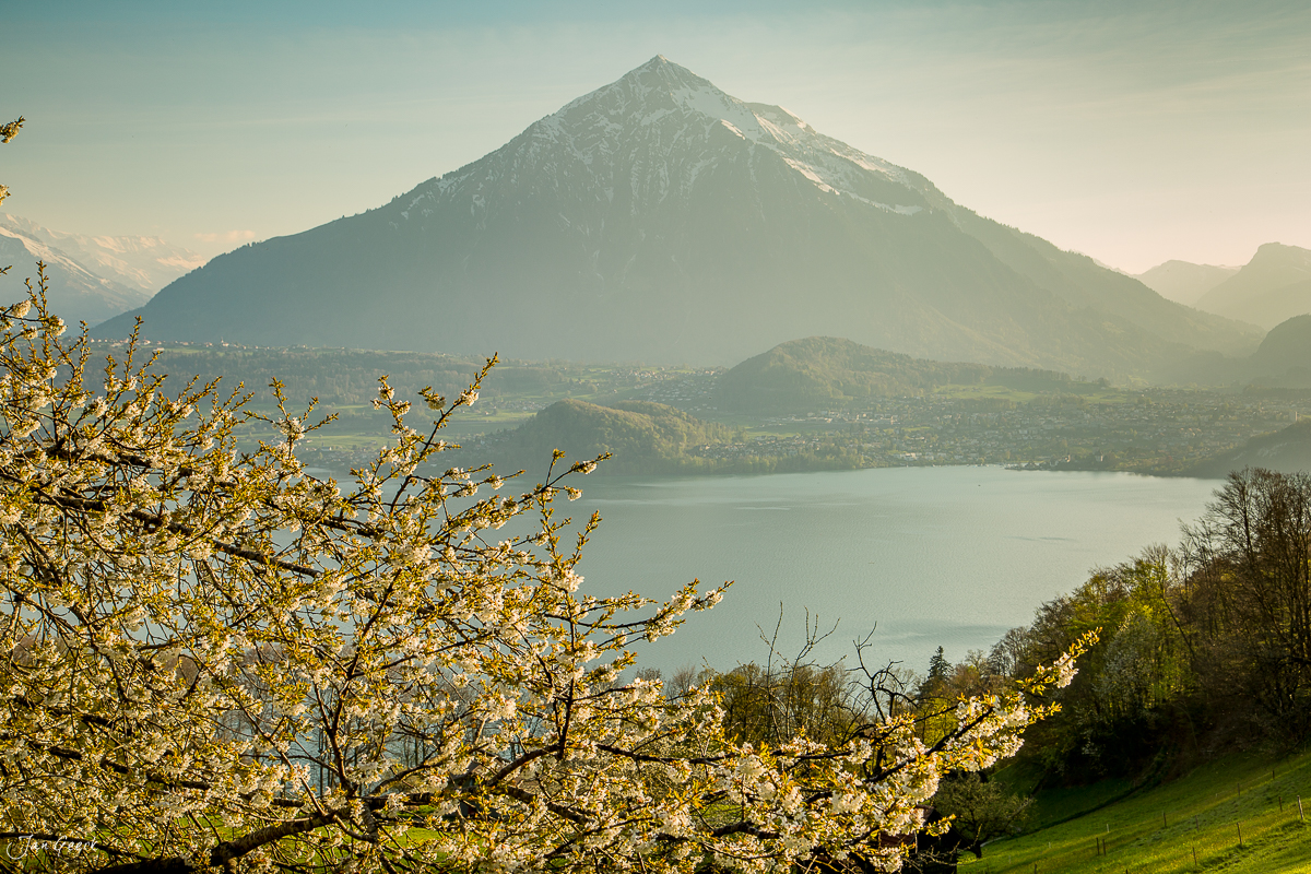 Blütenbaum am Thunersee mit schneebedecktem Berg im Frühling, Berner Oberland Schweiz – Jan Geerk Fotograf Basel
