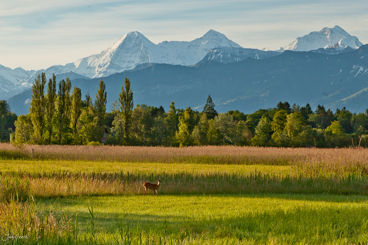Reh in Sumpflandschaft Thunersee Berner Oberland Sommer Schweiz Jan Geerk Fotograf Basel