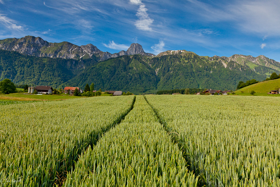 Getreidefeld Thunersee Sommer Berner Oberland Schweiz Jan Geerk Fotograf Basel