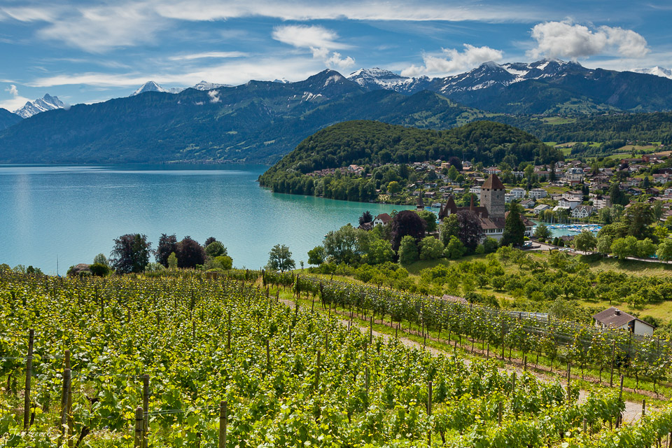 Weinberge Thunersee Sommer Berner Oberland Schweiz Jan Geerk Fotograf Basel