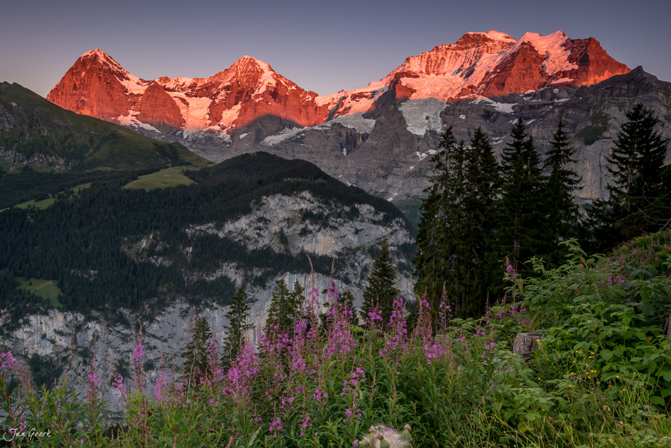 Alpenglühen bei Winteregg mit blühenden Alpenblumen, Eiger und Jungfrau im Berner Oberland Schweiz – Jan Geerk Fotograf Basel