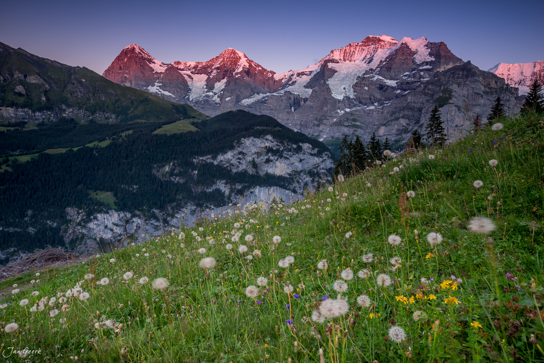 Alpenglühen über Wengen mit Blütenwiese, Eiger und Jungfrau im Alpenlicht, Berner Oberland Schweiz – Jan Geerk Fotograf Basel