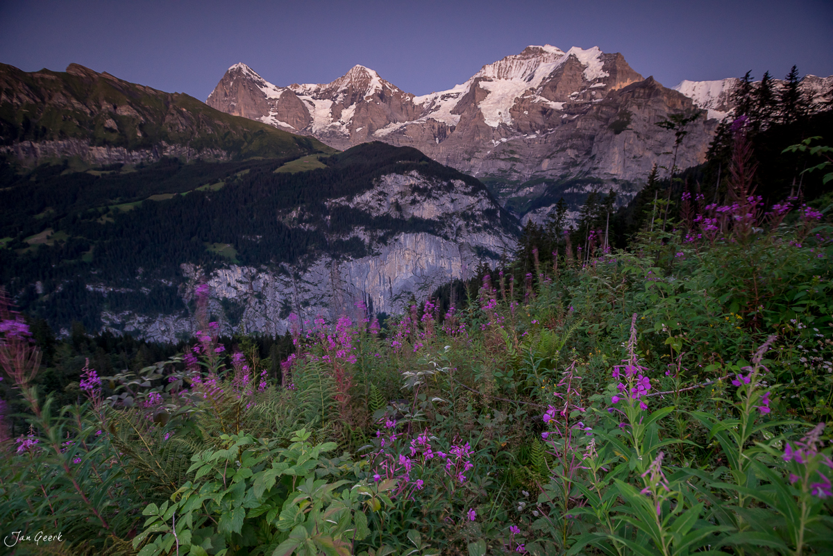 Blühende Alpenblumen mit Eiger, Mönch und Jungfrau im Hintergrund, Sommerstimmung im Berner Oberland Schweiz – Jan Geerk Fotograf Basel