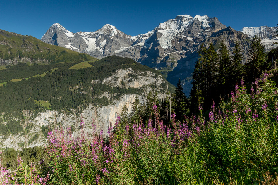 Alpenblüten und Schneeberge im Lauterbrunnental mit Eiger, Jungfrau und Mönch im Sommer, Schweiz – Jan Geerk Fotograf Basel