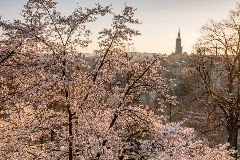 Kirschblüte im Rosengarten Bern mit Bundeshaus im Hintergrund, Frühjahr in der Schweiz – Jan Geerk Fotograf Basel