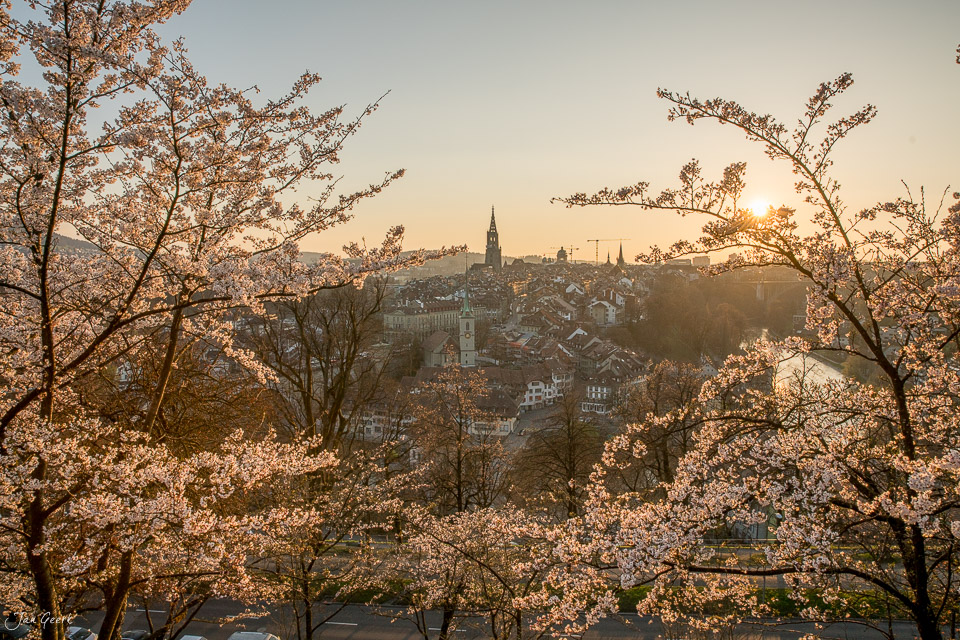 Kirschblüten im Frühling mit Blick auf die Altstadt Bern, Bundeshaus und Kirchtürme bei goldenem Sonnenlicht, Schweiz – Jan Geerk Fotograf Basel