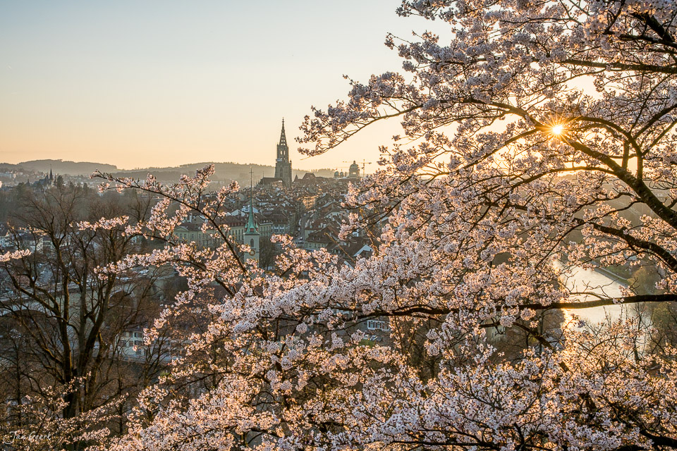 Kirschblüten mit Blick auf Berns Altstadt und Bundeshaus im Frühling, Rosengarten Bern Schweiz – Jan Geerk Fotograf Basel