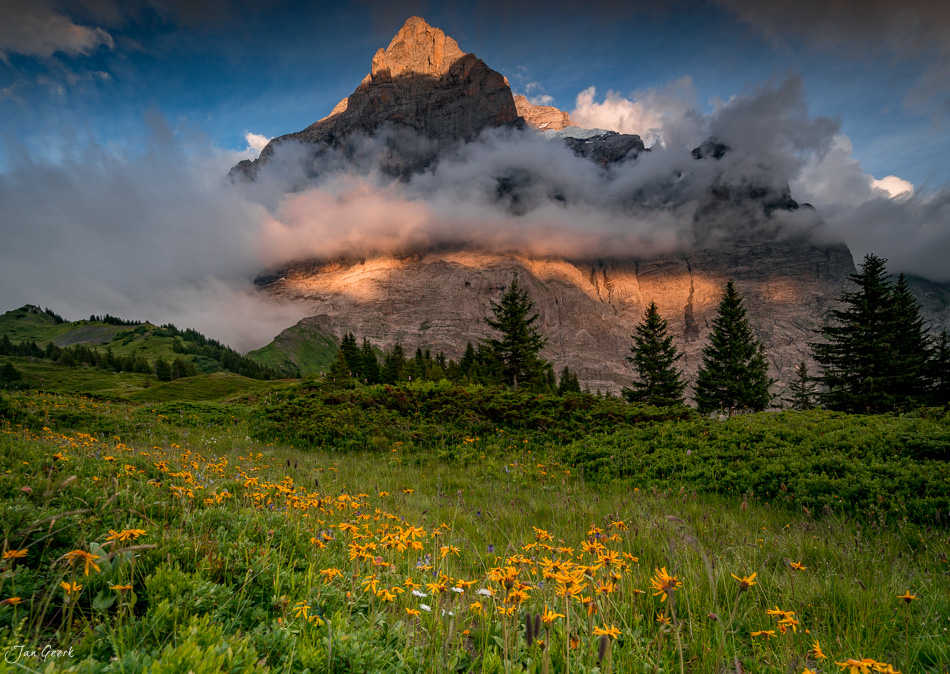 Alpenmassiv mit Gipfel in Wolken und gelben Blüten auf Bergwiese, Grindelwald Berner Oberland Schweiz – Jan Geerk Fotograf Basel