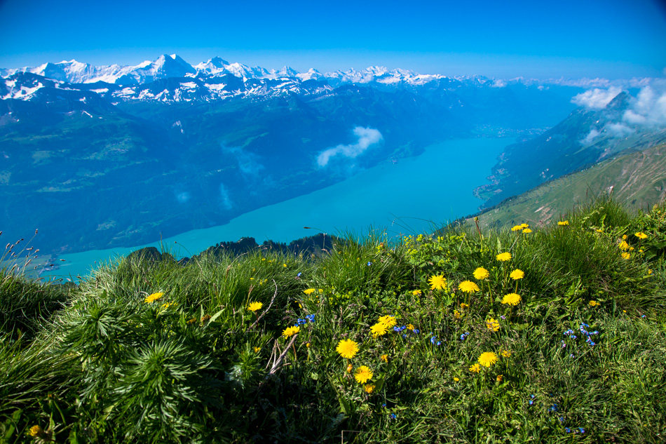 Blütenwiese mit Gelbem Löwenzahn über dem Brienzersee und verschneiten Alpen Berner Oberland Schweiz – Jan Geerk Fotograf Basel
