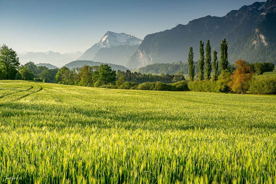 Grüne Getreidefelder mit Pappeln und schneebedeckten Bergen bei Übeschi im Berner Oberland bei Sonnenaufgang, Schweiz – Jan Geerk Fotograf Basel