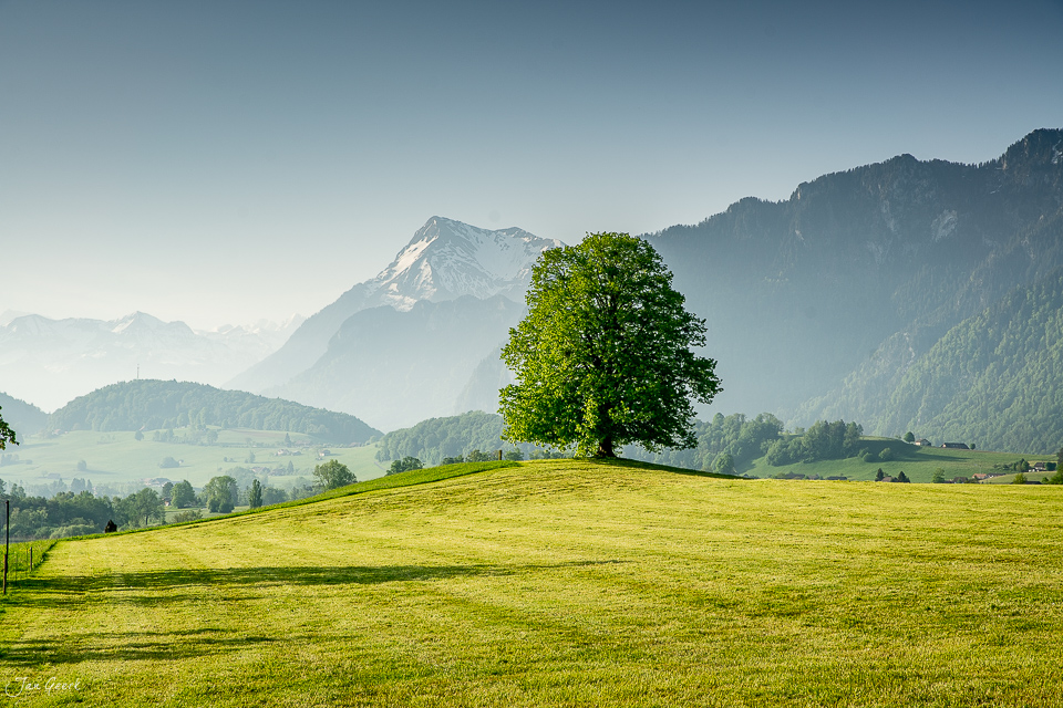 Einzelner Baum auf grüner Wiese mit Stockhornkette und verschneiten Bergen im Hintergrund, Frühling in Uebeschi Schweiz – Jan Geerk Fotograf Basel