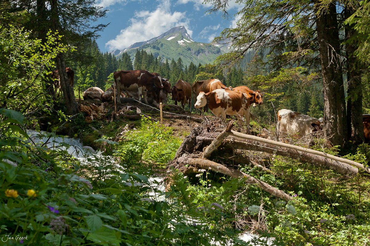 Alpgenossen und Ziegen Alpsommer Rosenlaui Meiringen Berner Oberland Schweiz Jan Geerk Fotograf