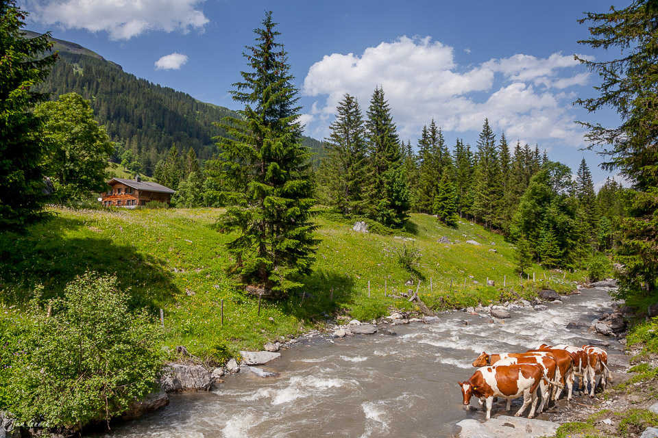 Braunvieh am Rosenlaui Bach Meiringen Berneroberland Sommer Schweiz Jan Geerk