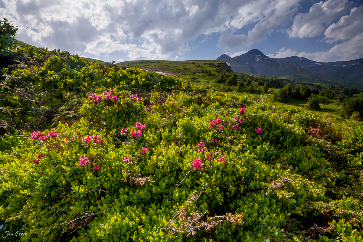 Alpenrosenblüte Scheidegg Rosenlaui Sommer Berner Oberland Schweiz Jan Geerk Fotograf Basel