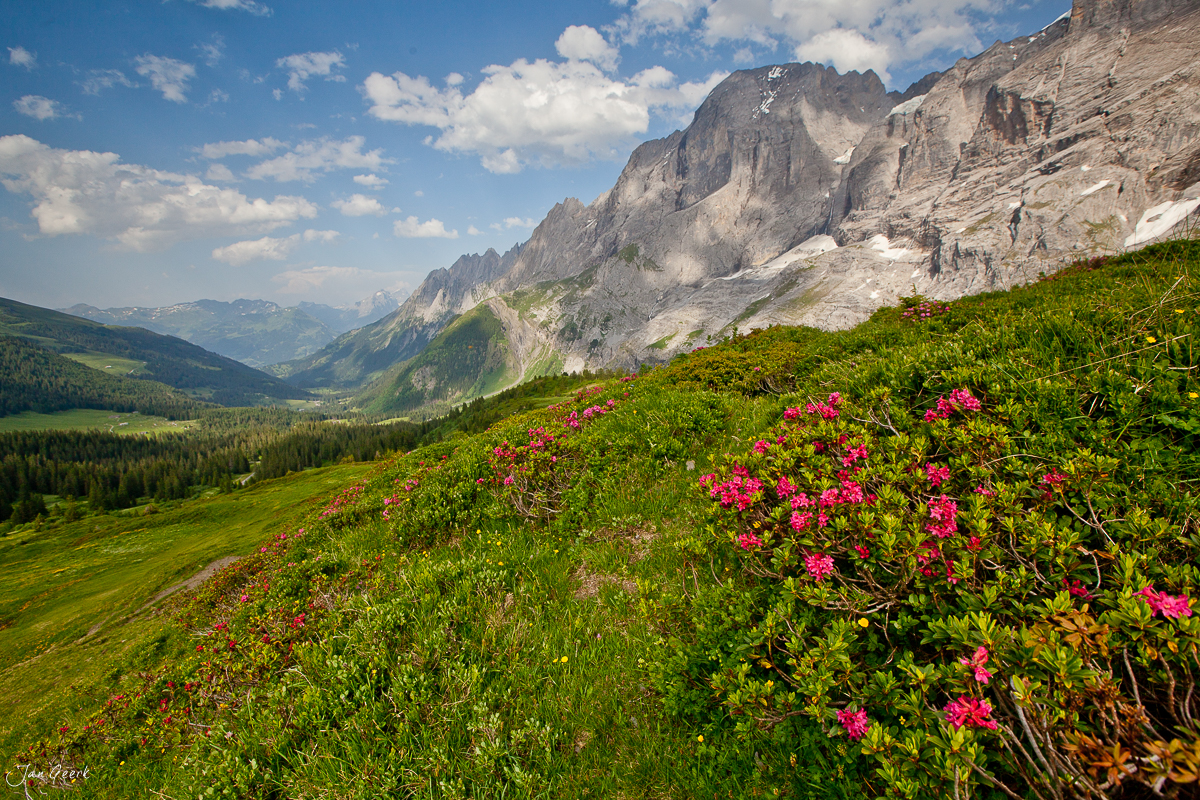 Alpenblüte Rosenlaui Scheidegg Sommerwiese Berner Oberland Schweiz Jan Geerk Fotograf Basel