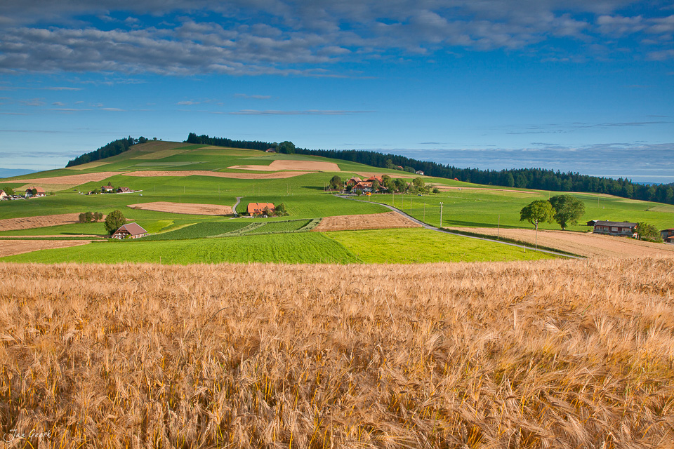 Getreidefeld Emmental Berneroberland Sommerlicht Schweiz Jan Geerk Fotograf Basel