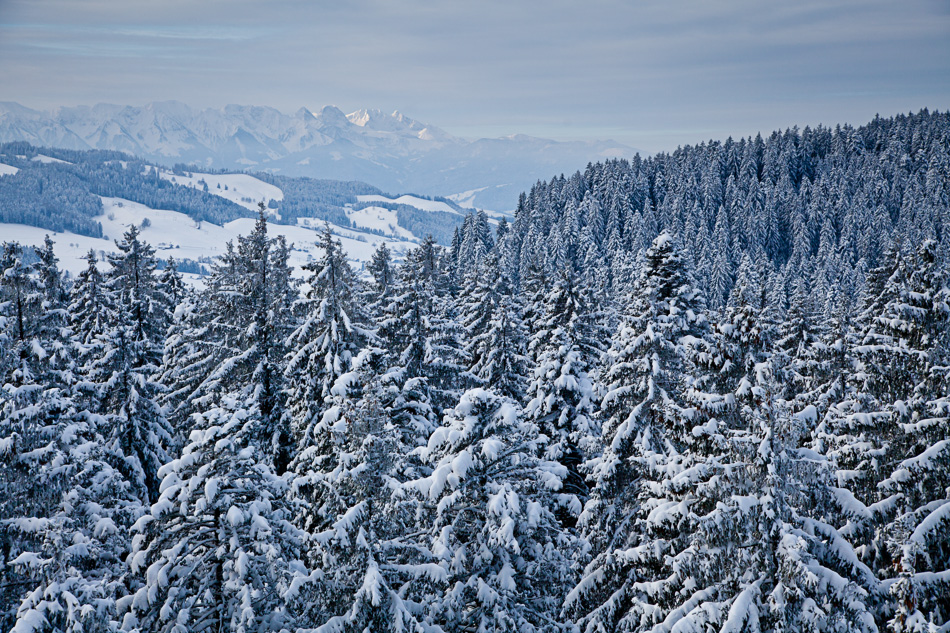 Verschneite Fichtenwälder Chuderhüsi Emmental Winterlandschaft Berner Oberland Schweiz Jan Geerk
