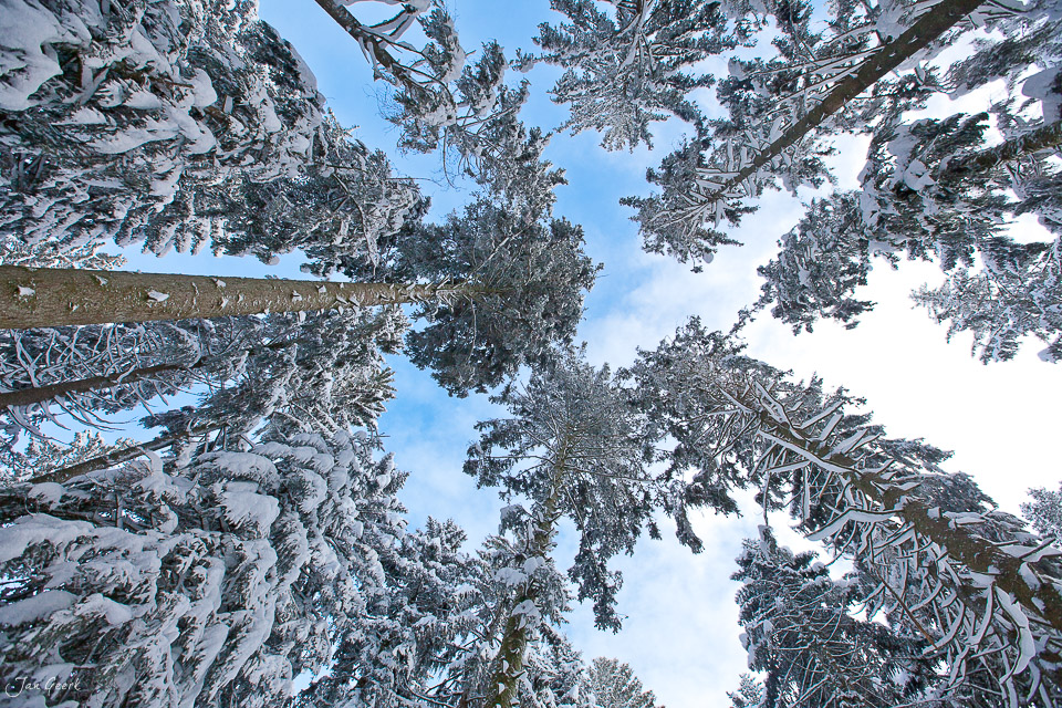 Schneebedeckte Fichten Emmental Berner Oberland Winter Schweiz Jan Geerk Fotograf Basel