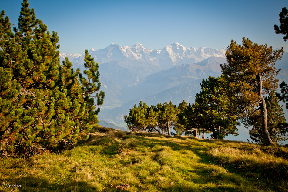 Alpenpanorama mit Föhrenbäume Bergwiese Sommer Berner Oberland Schweiz Jan Geerk Fotograf Basel