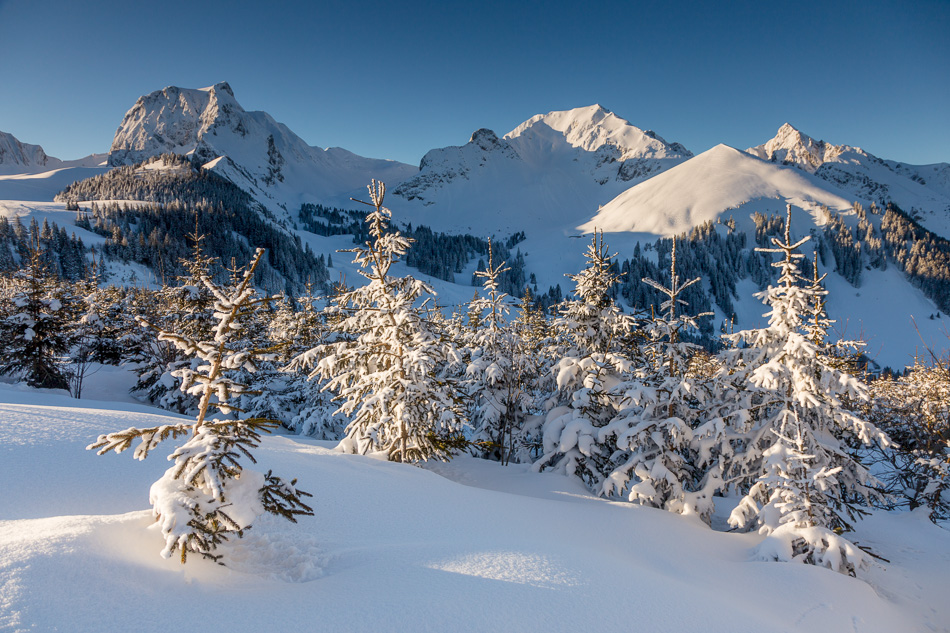 Schneebedeckte Fichten Gantrisch Gurnigel Wintermorgen Berner Oberland Schweiz Jan Geerk Fotograf Basel