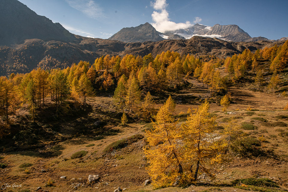 Herbstliche Lärchenwälder am Berninapass mit schneebedeckten Gipfeln, goldenes Licht, Graubünden Schweiz – Jan Geerk Fotograf Basel