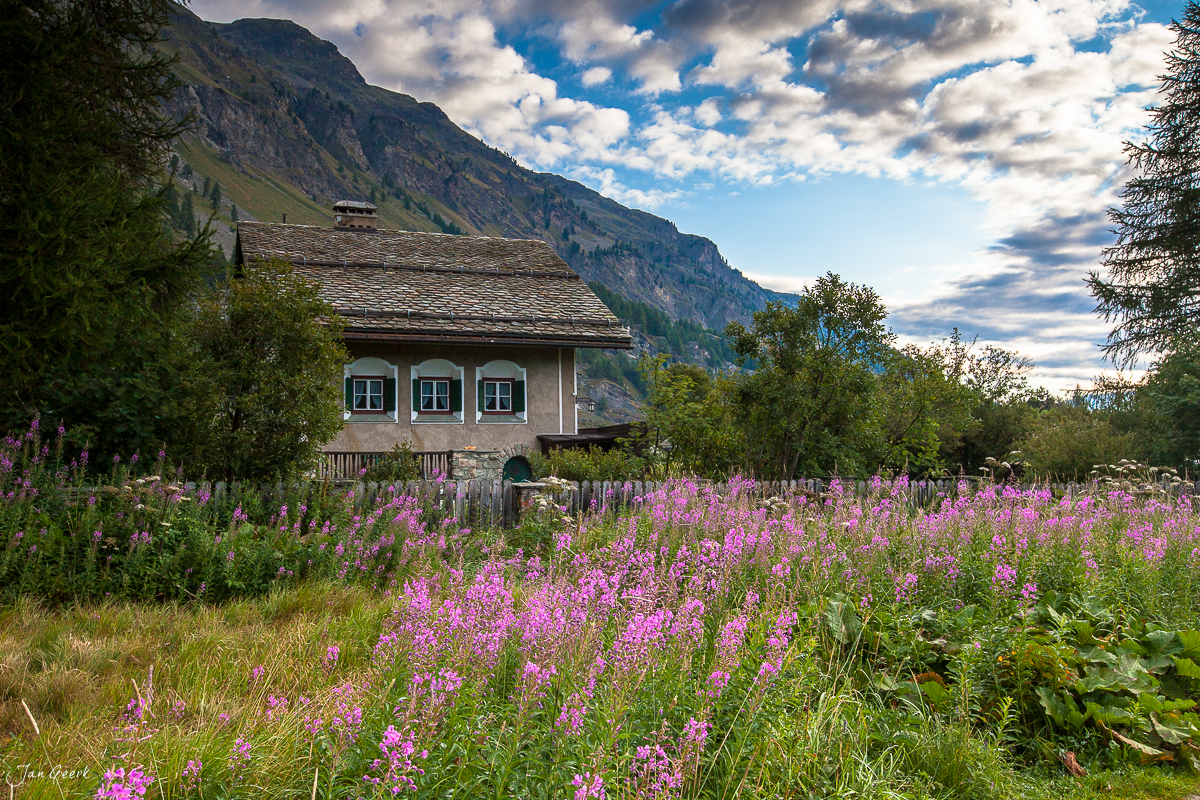 Alpenkräuter blühen vor traditionellem Berghaus Soglio Bergell Sommer Graubünden Schweiz Jan Geerk Fotograf Basel