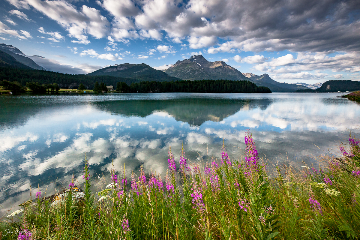 Silsersee mit Blütenblumen Berge Spiegelung Sommer Engadin Graubünden Schweiz Jan Geerk Fotograf Basel