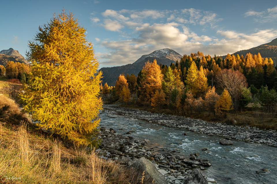 Herbstliche Lärchen am Fluss Morteratsch im Engadin mit goldenem Kantlicht und schneebedecktem Berg, Graubünden Schweiz – Jan Geerk Fotograf Basel
