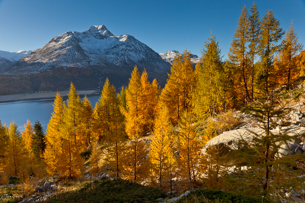 Goldene Lärchen Herbstlandschaft Engadin Graubünden Schweiz Jan Geerk Fotograf Basel