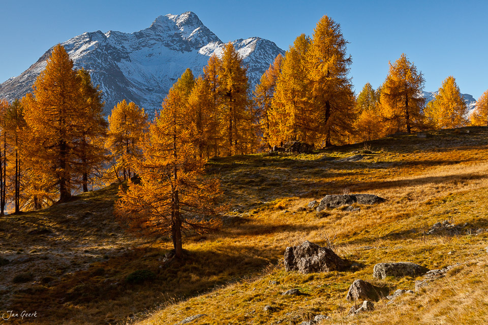 Goldene Lärchen Herbstlandschaft Engadin Graubünden Schweiz Jan Geerk Fotograf Basel