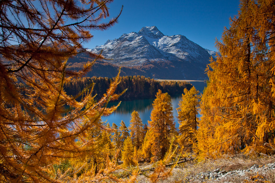 Herbstliche Lärchenwälder am Silsersee mit verschneitem Piz da la Carstatscha Engadin Graubünden Schweiz
