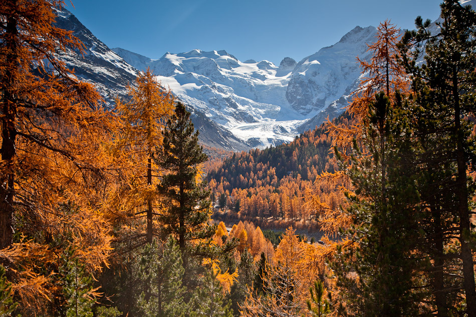 Herbstliche Lärchenwälder Engadin Morteratsch Schneeberge Graubünden Schweiz Jan Geerk Fotograf Basel