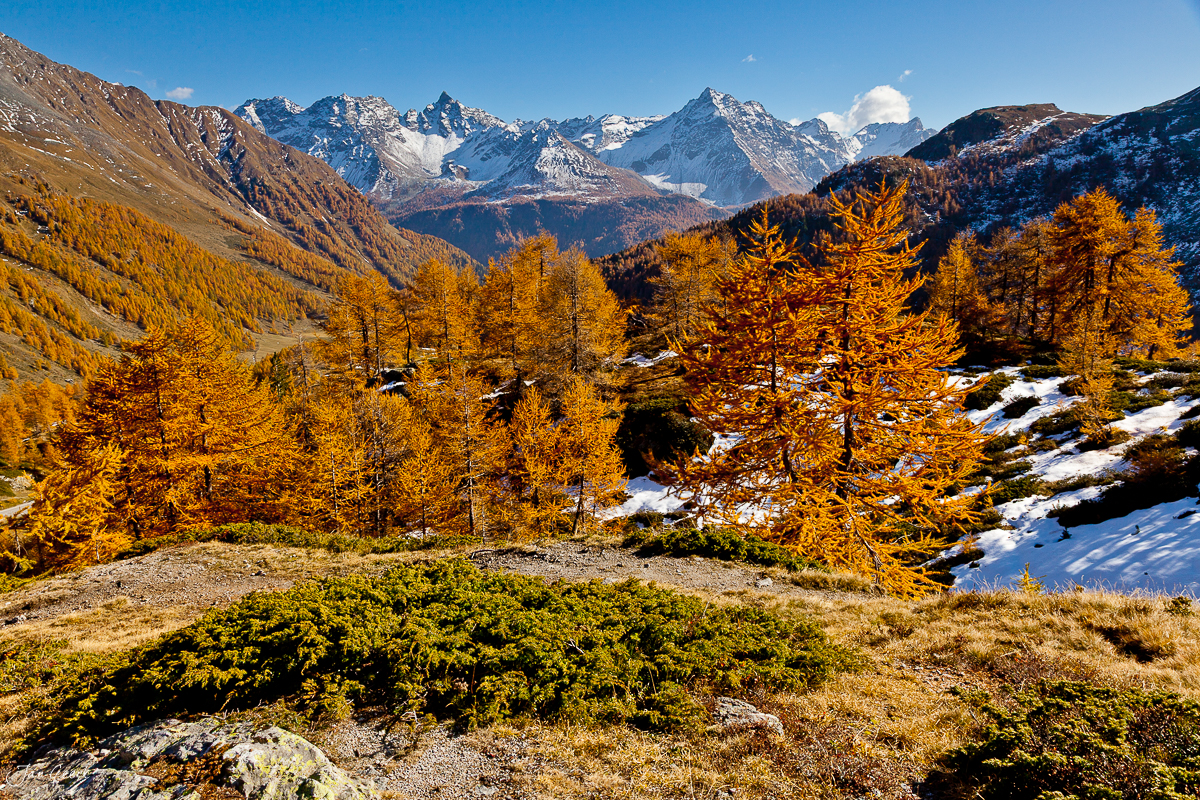 Goldene Lärchen Herbst Engadin Berninapass Graubünden Schweiz Jan Geerk Fotograf Basel
