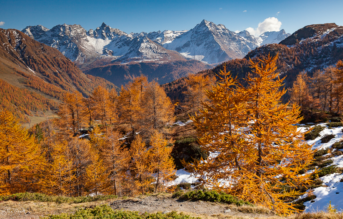 Herbstliche Lärchenwälder Engadin Ofenpass goldenes Laub Schnee Graubünden Schweiz Jan Geerk Fotograf Basel