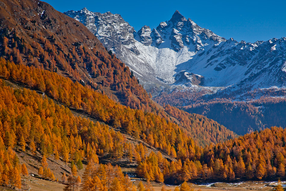 Herbstliche Lärchenwälder mit schneebedeckten Gipfeln Engadin Graubünden Schweiz Jan Geerk Fotograf Basel