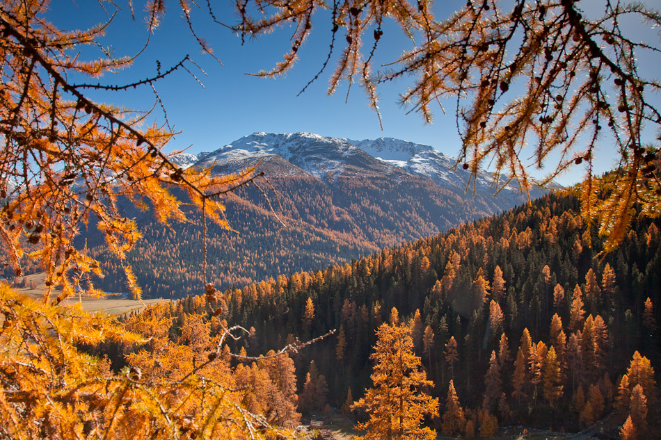 Lärchenwälder Herbst Engadin Graubünden Schweiz Jan Geerk Fotograf Basel
