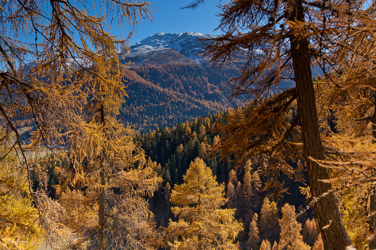 Herbstliche Lärchenwälder Engadin Ofenpass Graubünden Oktober Schweiz Jan Geerk Fotograf Basel