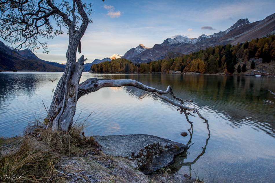 Knorriger Baum am Seeufer mit Bergpanorama im Herbst im Engadin, Graubünden, Schweiz – Jan Geerk Fotograf Basel