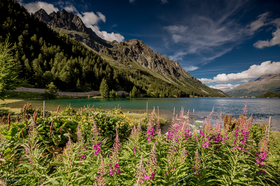 Blühende Bergblumen am Silsersee mit majestätischen Alpen und türkisblauem Wasser im Sommer Engadin Schweiz – Jan Geerk Fotograf Basel