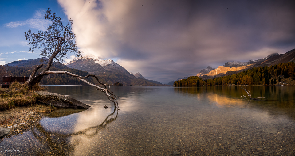 Kargeller Alpensee mit verdrehtem Lärchenbaum, Herbstlicht, Engadin Graubünden Schweiz – Jan Geerk Fotograf Basel