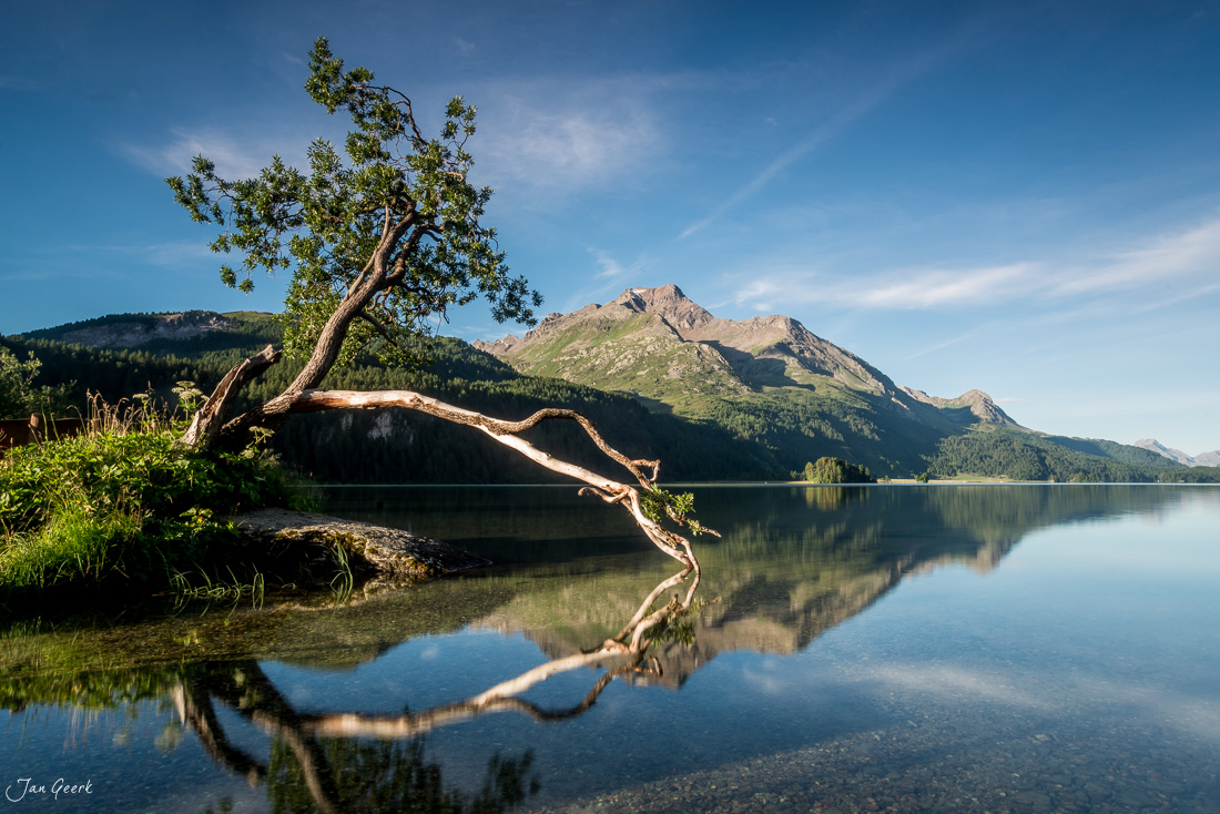 Knorriger Baum am Silsersee Engadin Berge Sommer Graubünden Schweiz Jan Geerk Fotograf Basel