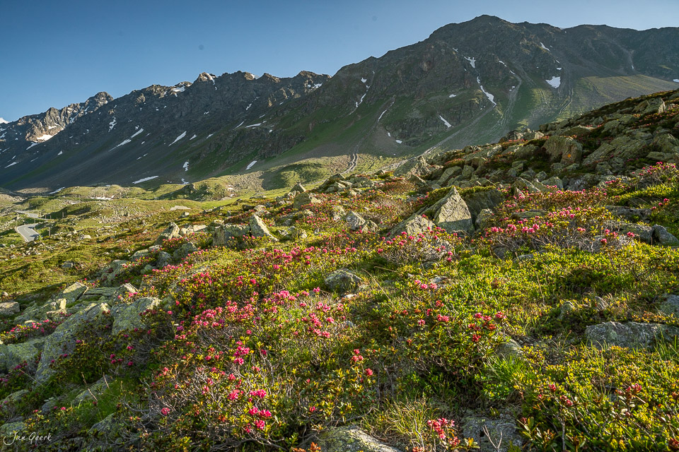 Blühende Alpenrosen am Flüelapass mit majestätischen Bergen im Hintergrund, Alpsommer in Graubünden Schweiz – Jan Geerk Fotograf Basel